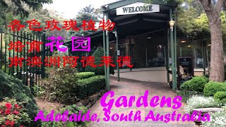 (Newman's Nursery, Garden)色彩缤纷玫瑰，植物的培育花园，澳大利亚，阿德莱德（Adelaide, Australia/PLACEGOGO**到处走走