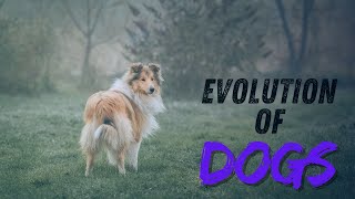 Revealing the Evolution of Dogs!