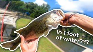 Fishing Shallow for BIG BASS!!! (Mike Bucca's Bullgill)