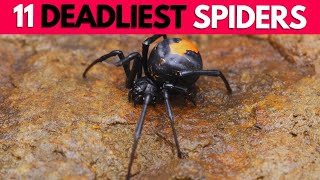 11 Deadly Spiders | Spider Video