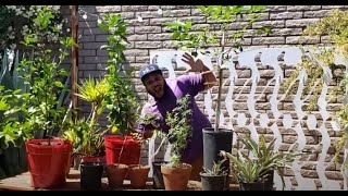 NEW PLANT / TREE HAUL FOR MAY 2020 | SCHEDULE FOR THE BLACK BONSAI GUY | RUE HERB | TREE LIMB SPACER