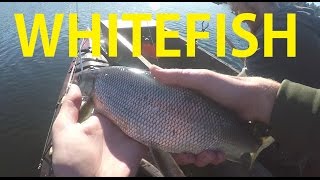 FIRST WHITEFISH EVER! + home made boat!