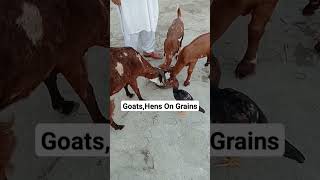 #animals #animalsongrains #grains #vlog #villagevlog #village #villagelife