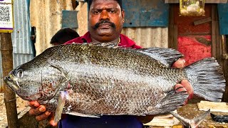 KASIMEDU SPEED SELVAM FISH CUTTING VIDEO / cutting focus