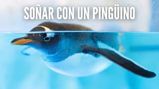 Que Significa Soñar con Pingüinos - Significado de Soñar con un Pingüino