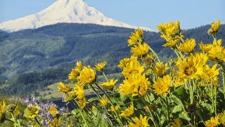 2017-05-18 Coyote Wall Trail on the Columbia River Gorge