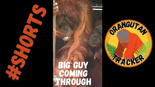 Big Male Orangutan #Shorts