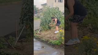 Picking Tomatoes #gardening