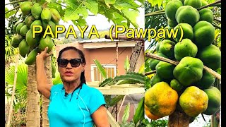 Easy Steps to Grow Papayas in your Garden