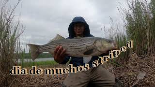 pescando bajo la lluvia con una carnada letal pesca de striped