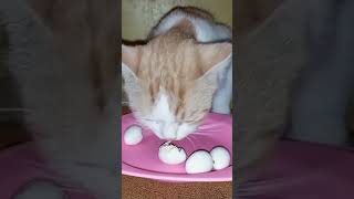 Kucing Makan Telur Puyuh!#shorts