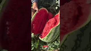 unique style watermelon shorts #garden #farming