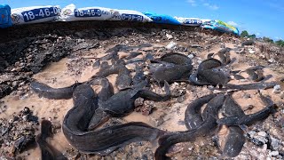 so amazing fishing! a lot of fish flood , fishes rainy season catch by a fisherman skill