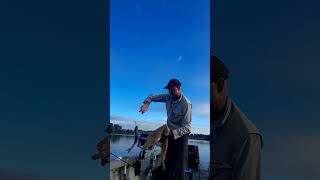 Mary River Maryborough Blue Salmon