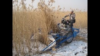 BCS 622 reaper binder harvest reed in winter in Northeast of China意大利割捆机在中国东北收割芦苇