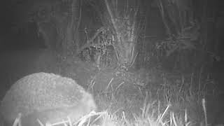 Hedgehog eating insect