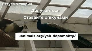 Центр порятунку диких тварин Наталії Попової та UAnimals