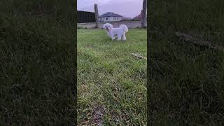 czy ktoś mnie woła? #dog #doglover #pies #maltańczyk #maltese #maltesedog #funnyshorts #wiosna