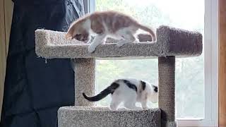 Kitten Cam (Upstairs Kitty Condo)