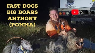 Fast Dogs Big Boars Anthony (Pomma)