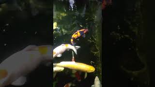 koi fish- beer #koi #koifarm #koifish #fish #aquarium #fishing #koipond