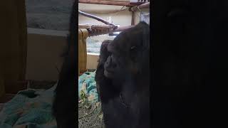 ape picking nose and eating it