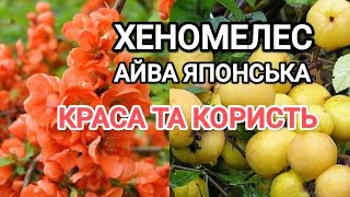 Хеномелес або айва японська. Краса та користь, протипоказання. Ліки на нашому городі #корисніпоради