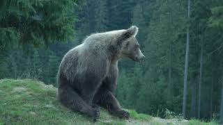 Bear Sitting on Hill | True Nature