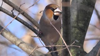 Frosone in pastura nel bosco - Hawfinch in the woods (Coccothraustes coccothraustes)