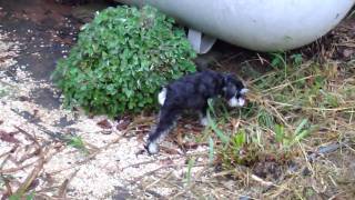 Miniature Black and Silver Phantom Schnauzer