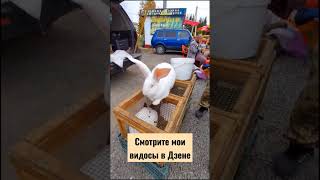 сколько весит кролик 🐇  ?