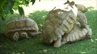 Giant Turtles Mating