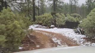 Stanislaus National Forest, North of Cedar Ridge