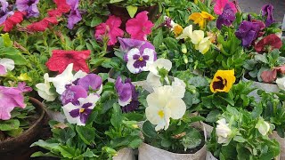 Kolkata Biggest Flower Plants Market At Galiff Street | Pansy Dianthus Rose Petunia