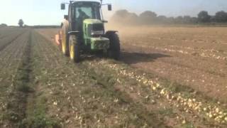 Windrowing onions