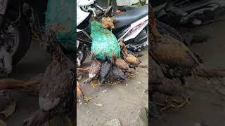 Masih di atas motor gak sabar