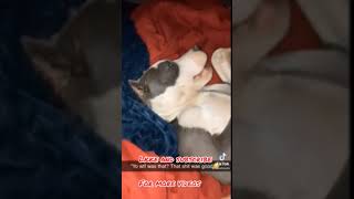 My dog drink cock #shorts #youtubeshorts #trending #tiktok #compilation #viral #status #2021 #pet