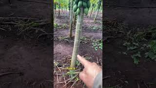 Mamão #mamao #agricultura #agro