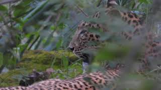 Leopard at Satpura -October 2021