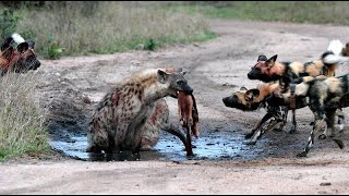 Wild dogs catching a small waterbuck and then fighting with a hyena