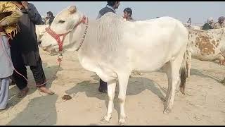 Super biggest Tamil Nadu cattle market video