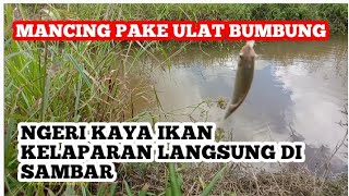 MANCING IKAN DI PARIT|| NGERI LANGSUNG DI SAMBAR @NengChilaChilatoz