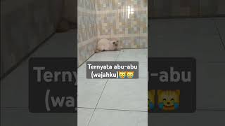 ternyata abu-abu (wajahku) 😹😹 #kucinghimalaya #himalayancat #kucinggosong #kucing #koceng