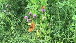 ヒョウモンチョウBrenthis daphne (Marbled Fritillary) 2024/06/30 Reotier France