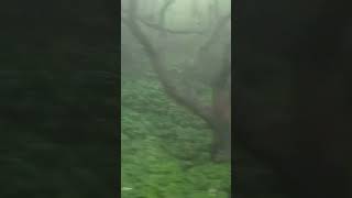 #Malshej ghat# Clouds coming down to meet 💦☁️🌧️🌧️ #Rejuvinating Experience ♥️♥️😍