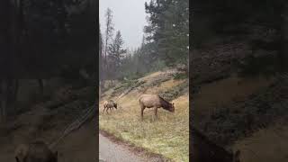 Life in Canada 🇨🇦 Elk in the snow. Jasper National Park. #nature #wildlife #snowfall