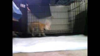 Fennec Fox Wake Up Call