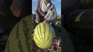 Alat super tajam untuk mengiris buah semangka #shorts