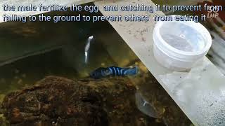 demasoni cichlid breeding behavior