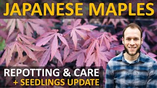 Japanese Maple Seedling Update + When to Re-pot New Maple Seedlings